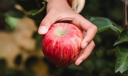 Pourquoi manger bio ?